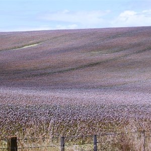 Commercial poppy field