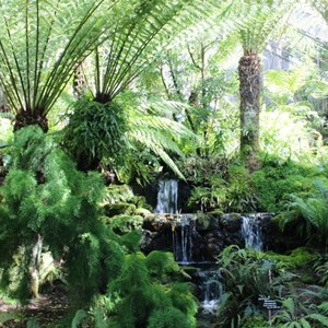 A waterfall in a fernery