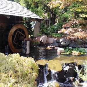 In the Japanese garden