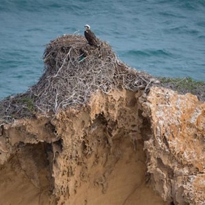 Osprey at Cummings monument