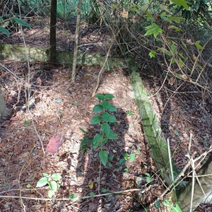 Old Forest Building Remains
