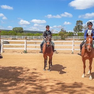 Standardbreds and Thoroughbred trail horses