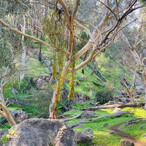 Barry Falls