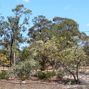 A Grevillea bread on the property and named for a family member