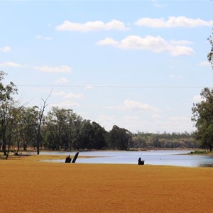 The weed infested water supply