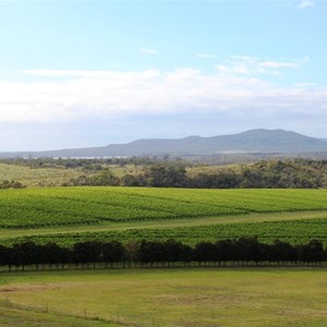 View over the vineyard