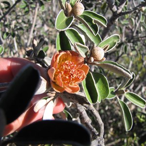 Local flora