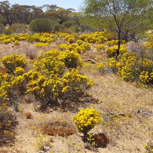 Trayning Gnamma Holes