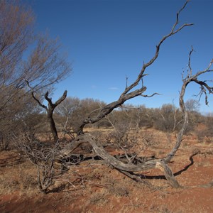 Tree fallen over