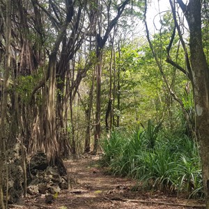 Walk track to Daniel Roux Cave