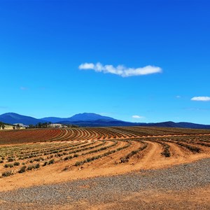 The lavender was not in bloom