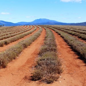 A closer view of lavender plants