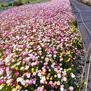 Annual Springtime Paper Daisy display