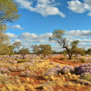 Windich Wildflowers