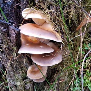 Fungus