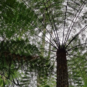 Tree fern