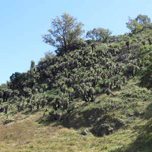 Grass trees galore