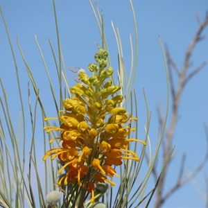 Grevillea