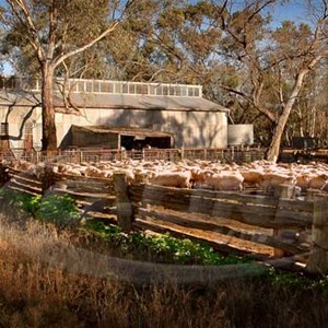Lelma shearing shed