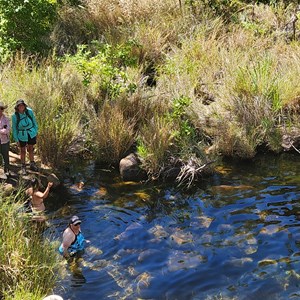 Spring Creek