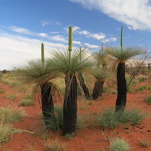 Grass trees May 2013