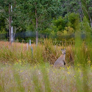 Bobin Wallabi