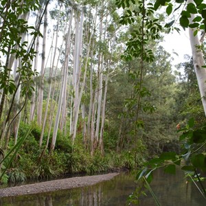 Bobin Creek Environs