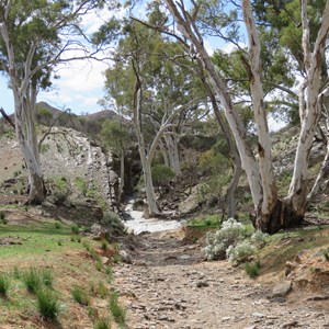 Rivergums and rocks