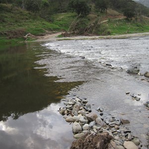 Trees bent by floods