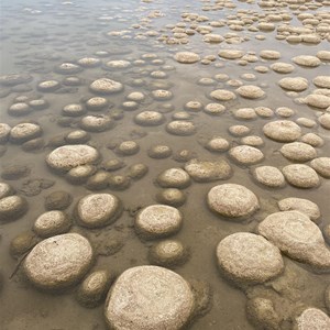 Lake Clifton Thrombolites