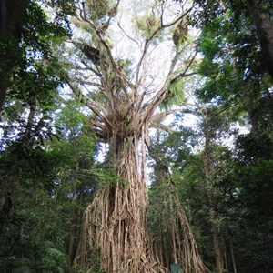 Cathedral fig