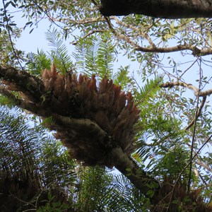 Tree fern