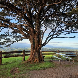 Breezy under the tree