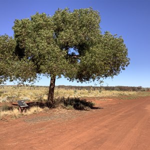 Kurrajong Sentinal Survivor Tree
