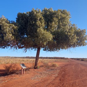 Kurrajong Sentinal Survivor Tree