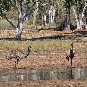 Dajarra Waterhole