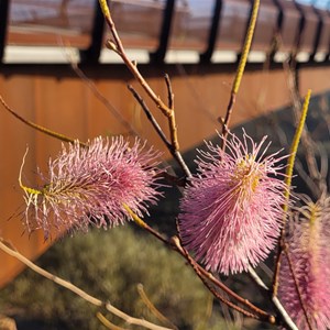 Kalbarri Skywalk