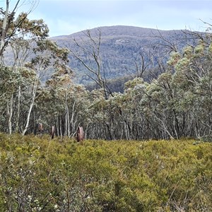 Mount Franklin