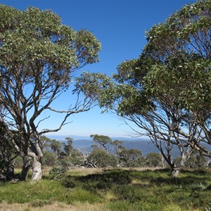 Summit snowgums