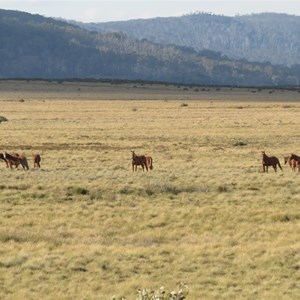 Brumbies