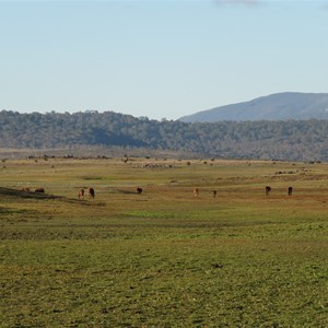 Feral brumbies April 2017