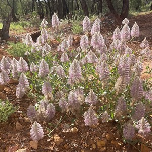 Opalton Bush Camp