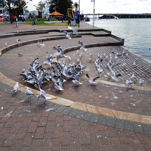 Fish and chips and, of course, sea gulls.