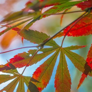 Mt Wilson gardens in Autumn