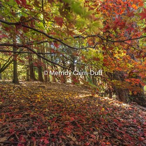 Autumn colours in Nooroo garden