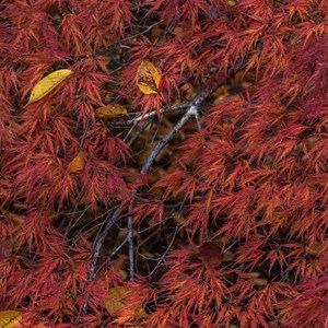 weeping Maple tree