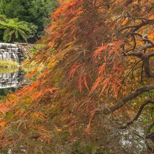 weeping maple and water feature