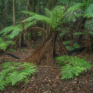 Tree Ferns as you enter Mt Wilson