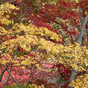 Bebeah Gardens