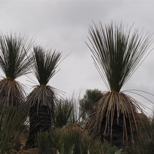 Abundant grass trees